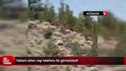 Yabani atları cep telefonu ile görüntüledi