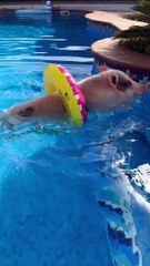 Little Piggy Goes For a Swim