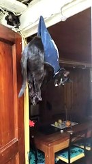 Kitty Gets Into A Pickle