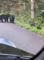 Bear Cub Siblings Wrestle Together