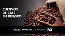 Cultivos de café en peligro
