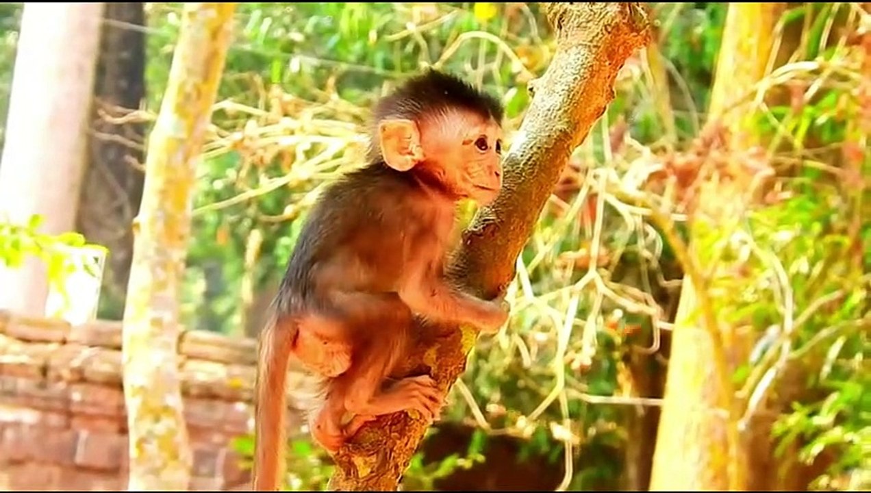 Monkey baby Alba and monkey Anna.... P45
