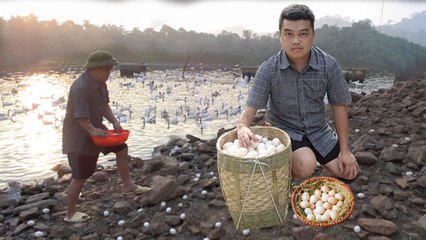 Harvest "DUCK EGG" and bring it to the market to sell - Ha Van Tu