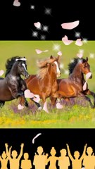 Beautifull horse pics video/ A.s channel