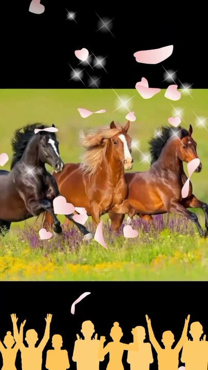 Beautifull horse pics video/ A.s channel