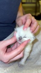 Tiny Massage For A Tiny Kitten