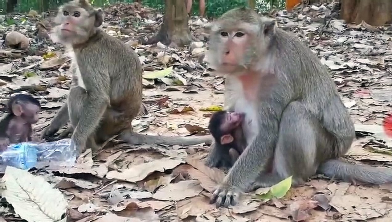 Monkey -Baby Sweatie & Jessie