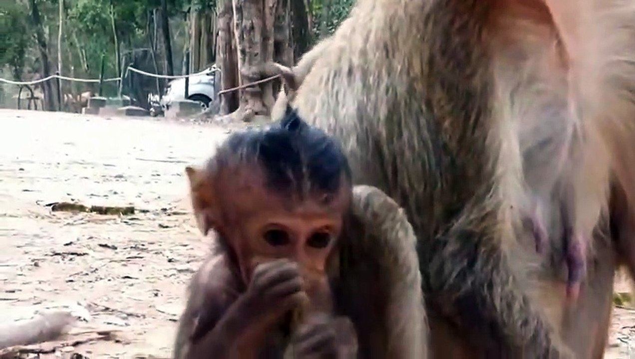 Monkey -Baby Lori
