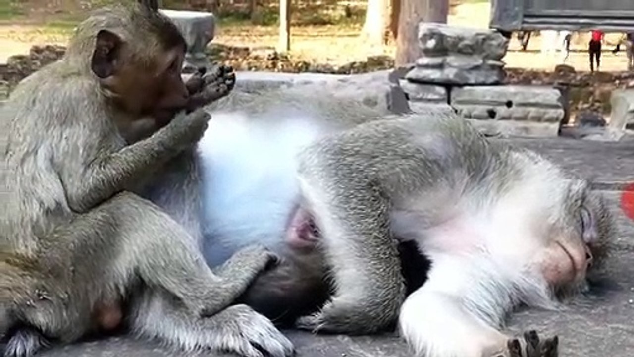 Monkey -Baby Sweatie