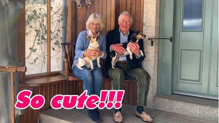 Camilla, Charles win hearts with 'lovely' post on International Dog Day