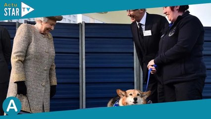 Elizabeth II : la Reine a adopté deux nouveaux corgis