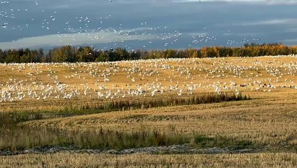 Large Swirling Gaggle Of Geese