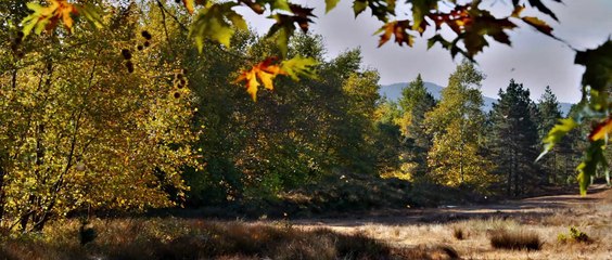 Ahlat Ağacı (2018) Official Trailer – A Young Writer’s Journey in Anatolia ✍️