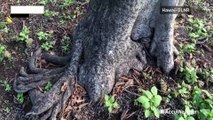 Famous Hawaiian tree shows signs of new growth after deadly wildfires