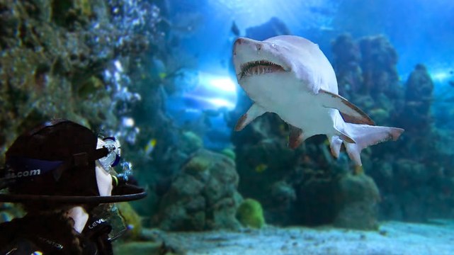 I went shark diving in the middle of Denver, Colorado. It was surreal to see the massive animals in my landlocked state.