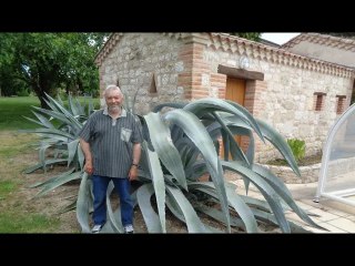 Vazerac. Tarn-et-Garonne : une plante exotique aux dimensions hors-norme en Quercy