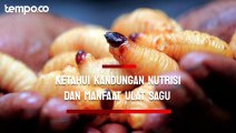 Viral Anak SD Bawa Bekal Lauk Ulat Sagu, Ketahui Kandungan Nutrisi dan Manfaatnya