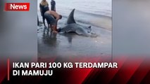 Heboh! Ikan Pari Seberat 100 Kg Terdampar Hidup di Pantai Mamuju