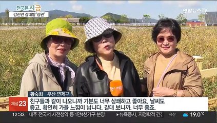 '바람에 금빛 물결 일렁' 가을로 물든 강진만 갈대밭