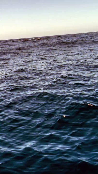 Les baleines 2.0