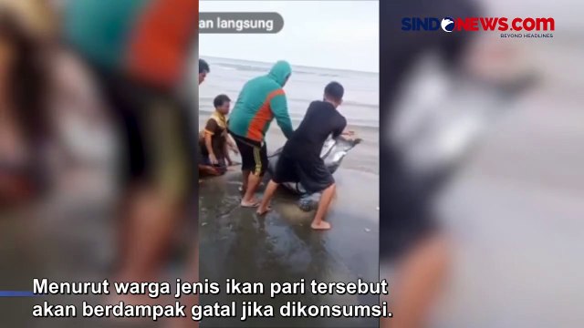 Warga Mamuju Geger, Ikan Pari Seberat 100 Kg Terdampar Hidup di Pantai