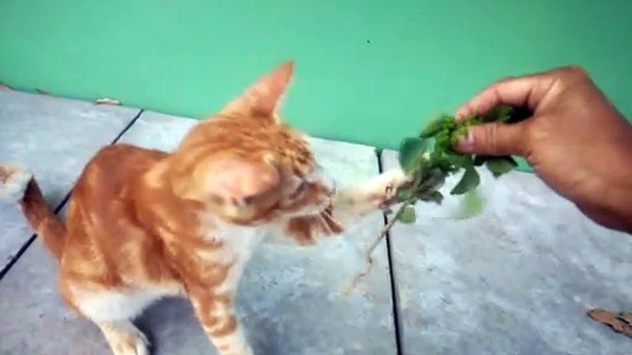 ORANGE CAT PLAYING WITH TREE ROOTS