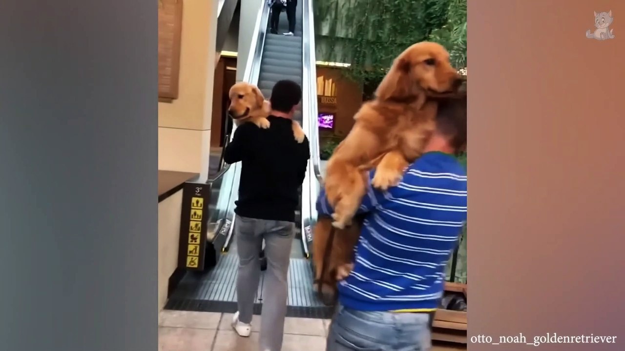 Kiss is not free, man!  FUNNIEST Dogs and Human Moments