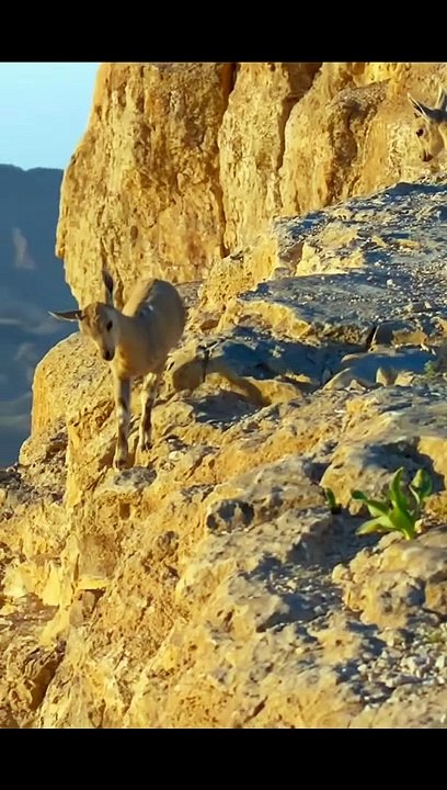 Ibex wildlife