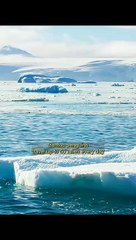 Gentoo Penguins