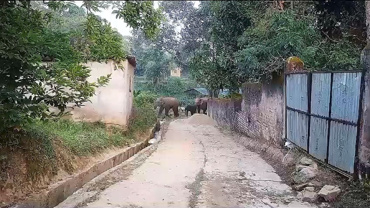 नगर पंचायत के 3 वार्डों में घुसा 11 हाथियों का दल, खदेडऩे सडक़ पर निकले लोग