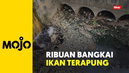 Ribuan bangkai ikan ditemui mati berpunca sisa kilang