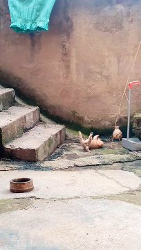 Dogs Funny Moments | Dogs Coming Down On The Stairs | Animals Funny Reactions | Cute Pets #animals #pets #dog #doglover #cutepuppies