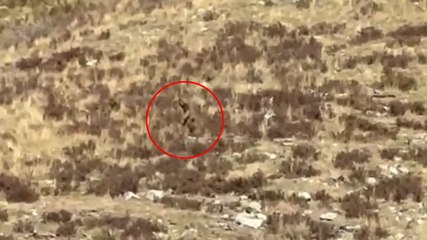 Watch: ‘Bigfoot’ filmed walking through rural Colorado by train passenger