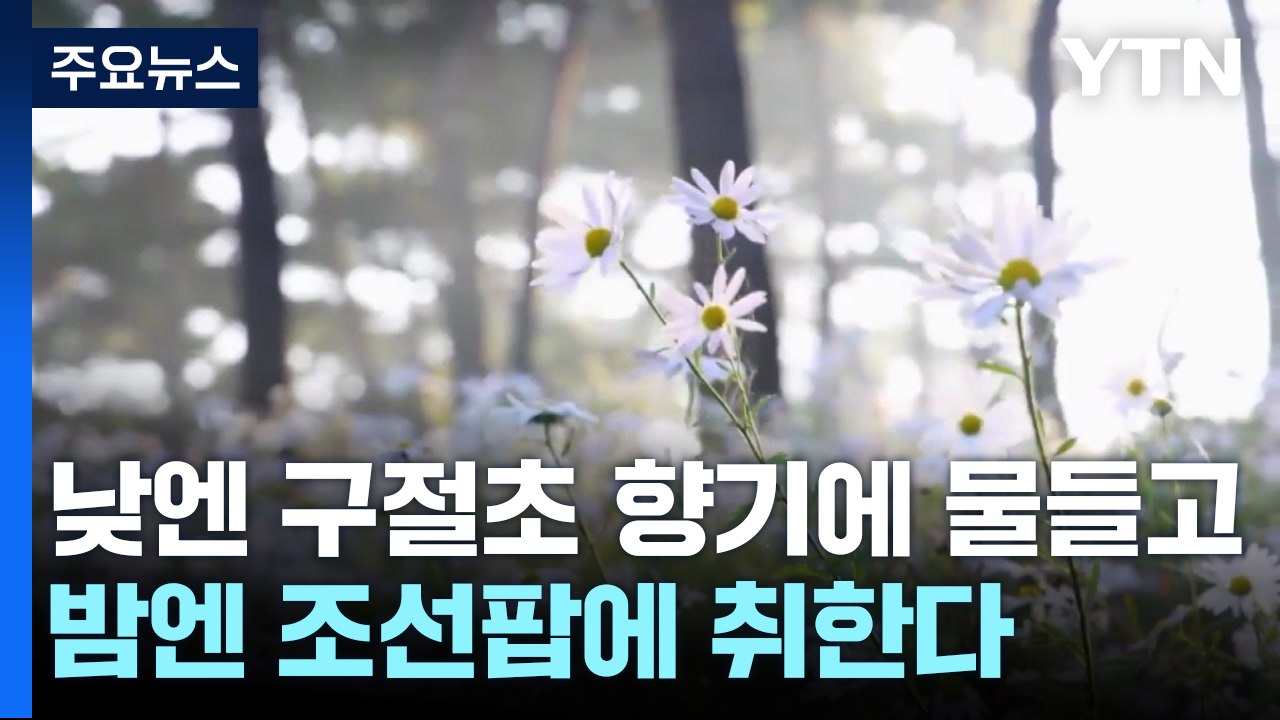 낮엔 구절초 향기에 물들고, 밤엔 조선팝에 취한다 / YTN