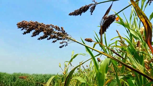 Meditation Relaxing Video | 4K NATURE | Amazing Scenery | #nature #viral