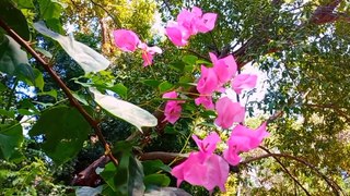 Beautiful Flowers in World | Stunning Flowers| Bright Flowers| Nature Beautiful Flowers Scenery