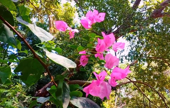 Beautiful Flowers in World | Stunning Flowers| Bright Flowers| Nature Beautiful Flowers Scenery