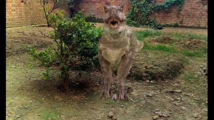 mini zoo ma dia nasor la ay