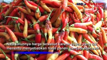 Dampak Kemarau, Harga Sayuran dan Cabai Melambung dan Kualitas Menurun