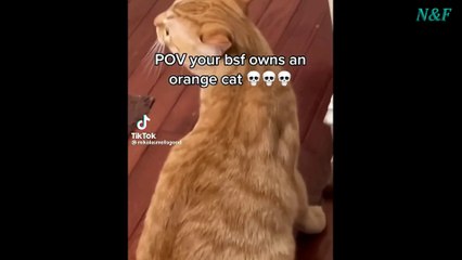 Funniest Cats Videos, The Siliest, Cutest And Funniest Cats 27