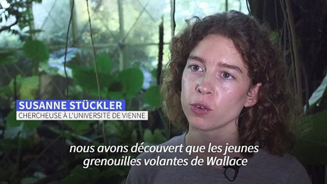 Une grenouille se camoufle en crotte pour échapper aux prédateurs
