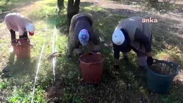 La récolte des olives a commencé à Bergama, Izmir… Olive Worker： ＂Cette année, les citoyens ne peuvent pas manger d'huile d'olive de leur vie＂