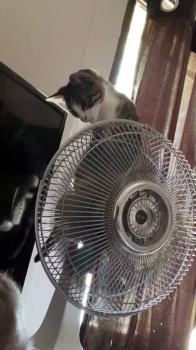 Un chaton monte un ventilateur oscillant
