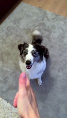 Dramatic Acting During Dog Training Trick