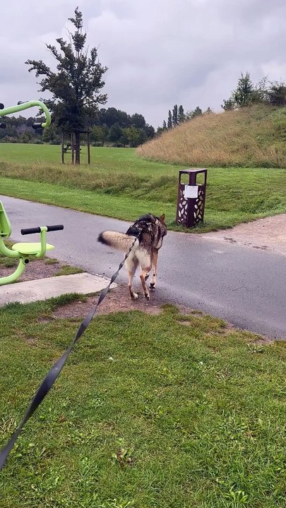 Dog Plays Hard On Slide