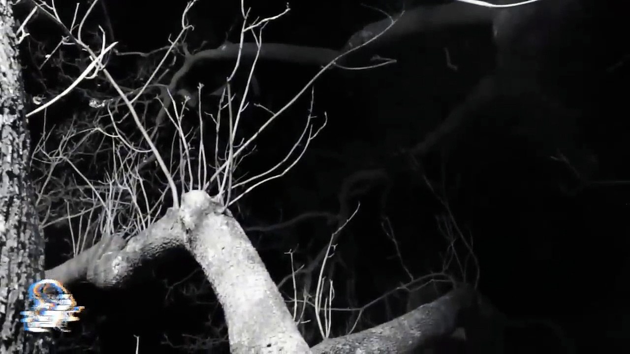 MI DULCE VENGANZA (Relatos De Brujería)