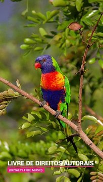 ✅Música ambiente instrumental relaxante para estudar e trabalhar #Shorts (Relaxing instrumental music for studying and working #Shorts)