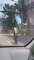 Pup Rides As Passenger on Bike