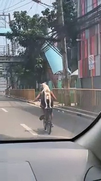 Pup Rides As Passenger on Bike
