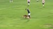 Dog Rushes Soccer Field For The Ball(360P)